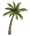 Palm Tree